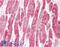 Laforin antibody, 46-781, ProSci, Enzyme Linked Immunosorbent Assay image 