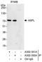 ASPSCR1 Tether For SLC2A4, UBX Domain Containing antibody, A302-352A, Bethyl Labs, Immunoprecipitation image 