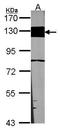 Laminin Subunit Beta 3 antibody, GTX103736, GeneTex, Western Blot image 