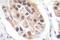 Forkhead Box O3 antibody, PA5-36886, Invitrogen Antibodies, Immunohistochemistry frozen image 