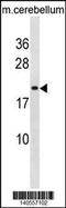 Protein lin-7 homolog B antibody, 60-711, ProSci, Western Blot image 