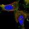 Centrosomal Protein 55 antibody, PA5-54796, Invitrogen Antibodies, Immunofluorescence image 