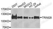 Tripartite Motif Containing 28 antibody, A9917, ABclonal Technology, Western Blot image 