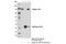 Integrin Subunit Alpha 2b antibody, 13807S, Cell Signaling Technology, Immunoprecipitation image 