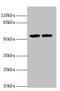 Poly(A) Binding Protein Interacting Protein 1 antibody, orb353304, Biorbyt, Western Blot image 
