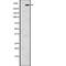 Inositol 1,4,5-Trisphosphate Receptor Type 1 antibody, abx216295, Abbexa, Western Blot image 