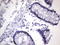 KI-67 antibody, TA801829S, Origene, Immunohistochemistry frozen image 