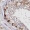 FCH Domain Only 2 antibody, NBP2-32694, Novus Biologicals, Immunohistochemistry paraffin image 