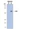 MAF BZIP Transcription Factor antibody, MAB8227, R&D Systems, Western Blot image 