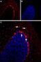 5-Hydroxytryptamine Receptor 2B antibody, PA5-77749, Invitrogen Antibodies, Immunohistochemistry frozen image 