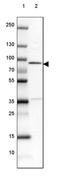 EEF1A Lysine And N-Terminal Methyltransferase antibody, PA5-62828, Invitrogen Antibodies, Western Blot image 
