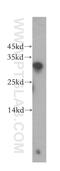 Ribonuclease H1 antibody, 15606-1-AP, Proteintech Group, Western Blot image 