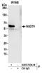 Nudix Hydrolase 9 antibody, A305-703A-M, Bethyl Labs, Immunoprecipitation image 
