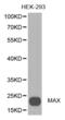MYC Associated Factor X antibody, abx001769, Abbexa, Western Blot image 