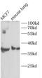 BCL-1 antibody, FNab10467, FineTest, Western Blot image 