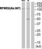 COP1 E3 Ubiquitin Ligase antibody, TA315724, Origene, Western Blot image 