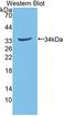 NAD(P)H Quinone Dehydrogenase 1 antibody, LS-C373786, Lifespan Biosciences, Western Blot image 