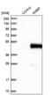 Alpha-1-Microglobulin/Bikunin Precursor antibody, NBP1-87958, Novus Biologicals, Western Blot image 