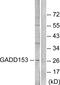 DNA Damage Inducible Transcript 3 antibody, LS-C118458, Lifespan Biosciences, Western Blot image 