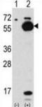 Autophagy Related 4C Cysteine Peptidase antibody, abx030028, Abbexa, Western Blot image 