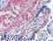 Collagen Type IV Alpha 1 Chain antibody, LS-B3654, Lifespan Biosciences, Immunohistochemistry frozen image 