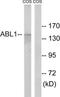 WT1 Associated Protein antibody, TA314941, Origene, Western Blot image 