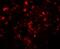 Translin antibody, NBP1-76581, Novus Biologicals, Immunofluorescence image 