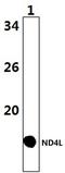 Mitochondrially Encoded NADH:Ubiquinone Oxidoreductase Core Subunit 4L antibody, GTX66639, GeneTex, Western Blot image 