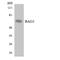 BCL2 Associated Athanogene 3 antibody, LS-C200173, Lifespan Biosciences, Western Blot image 