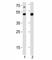GATA Binding Protein 6 antibody, F52823-0.4ML, NSJ Bioreagents, Western Blot image 