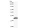 TOR antibody, LS-C342609, Lifespan Biosciences, Western Blot image 