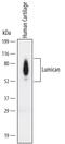 Lumican antibody, MAB28461, R&D Systems, Western Blot image 