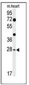 Hes Family BHLH Transcription Factor 7 antibody, AP52034PU-N, Origene, Western Blot image 