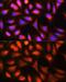 Ferritin Light Chain antibody, GTX55618, GeneTex, Immunofluorescence image 