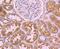 Cell Division Cycle 45 antibody, NBP2-67897, Novus Biologicals, Immunohistochemistry paraffin image 