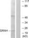 Granzyme H antibody, LS-C119553, Lifespan Biosciences, Western Blot image 