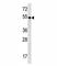 TBC1 Domain Family Member 3F antibody, F40022-0.4ML, NSJ Bioreagents, Western Blot image 