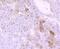 Cytochrome P450 Family 3 Subfamily A Member 4 antibody, NBP2-67022, Novus Biologicals, Immunohistochemistry paraffin image 