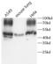 COX2 antibody, FNab10407, FineTest, Western Blot image 
