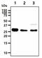 Inositol monophosphatase 1 antibody, GTX57655, GeneTex, Western Blot image 