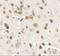 Chromodomain Helicase DNA Binding Protein 7 antibody, NBP2-41133, Novus Biologicals, Immunohistochemistry frozen image 
