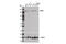 FA Complementation Group A antibody, 14657S, Cell Signaling Technology, Western Blot image 