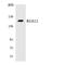 Regulator Of G Protein Signaling 12 antibody, LS-C200595, Lifespan Biosciences, Western Blot image 