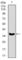 Integrin Subunit Alpha 2b antibody, abx015898, Abbexa, Western Blot image 