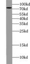 WD Repeat Containing Antisense To TP53 antibody, FNab09523, FineTest, Western Blot image 