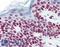 Lamin A/C antibody, LS-B2973, Lifespan Biosciences, Immunohistochemistry frozen image 