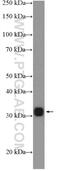 Major Histocompatibility Complex, Class II, DR Alpha antibody, 17221-1-AP, Proteintech Group, Western Blot image 