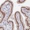 Polo Like Kinase 3 antibody, NBP2-32530, Novus Biologicals, Immunohistochemistry frozen image 