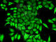 Adenine Phosphoribosyltransferase antibody, A5456, ABclonal Technology, Immunofluorescence image 