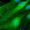 Protein C Receptor antibody, AF2749, R&D Systems, Immunofluorescence image 